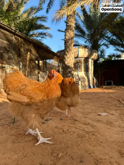 سلام عليكم كوبيا كلاي للبيع اقراء الوصف 2