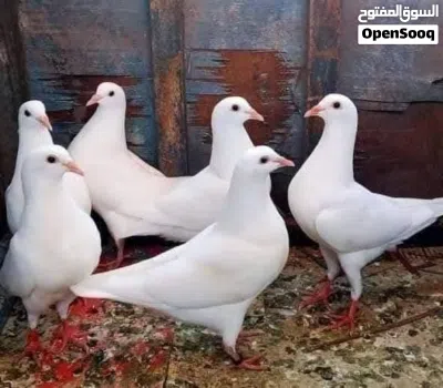 حمام فرنسي 2