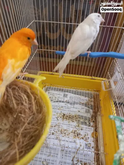 كنار للبيع تحتيهم بيض 3