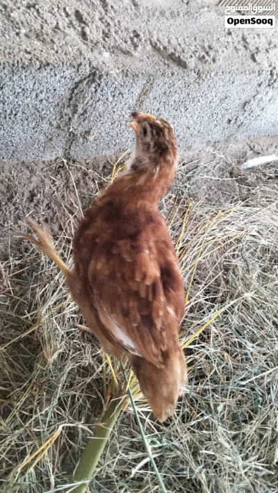 دجاج فرنسي الأحمر بيور وتهجين كوشن 3