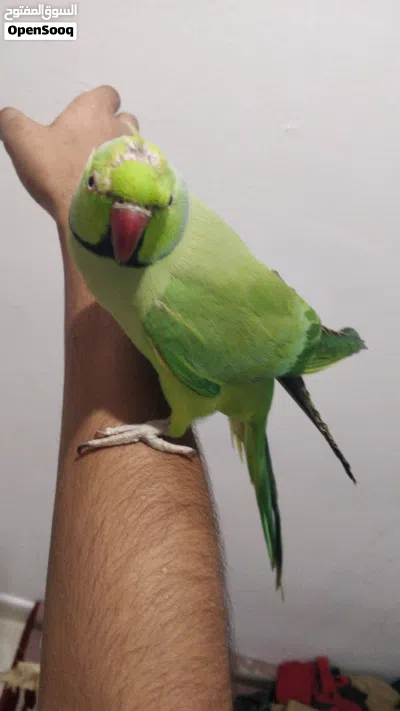 Indian ring neck parrot 4