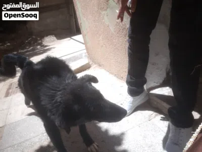 يشبه هذا الكلب مزيجًا من سلالات الرعي، مثل البوردر كولي (Border Collie) أو لابرادور (Labrador) 4