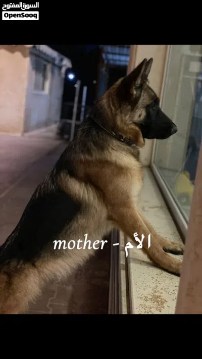 جراء الراعي الألماني - German Shepherd 3