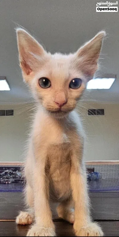 Cats for adoption 2