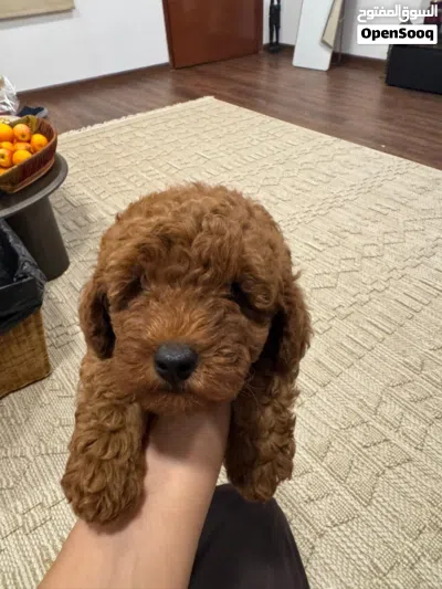 Poodle with papers 2