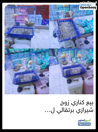 للبيع كناري لون برتقالي نوع شيرازي نثيه وفحل زوج 2