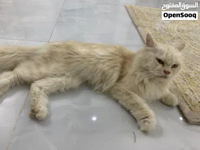 البيع قطه هادئه جداً (أليفه) 2