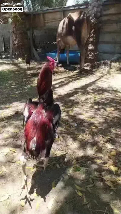 البيع وا البدل ب طير 2