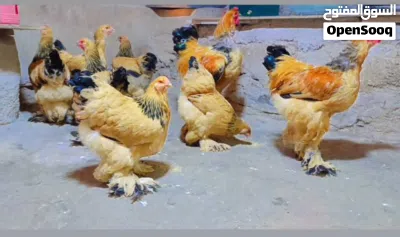 السلام عليكم ورحمة الله وبركاته متاح صيصان براهما بف اصفر من الأهالي المعروضه 2
