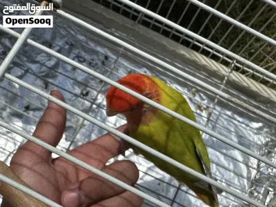 undefined 4