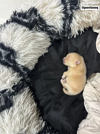 Pure Breed Pomeranian Puppies 4