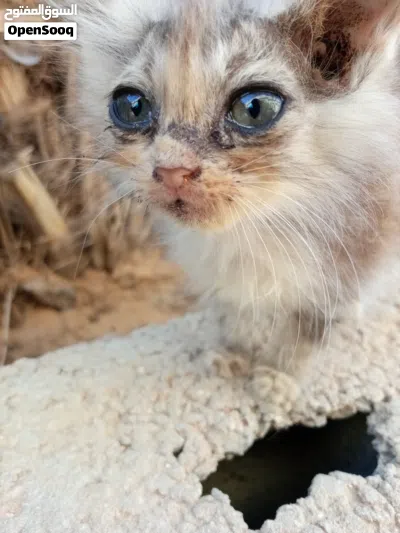 قطه نوع شيرازي 3 بـ350 دينار 2