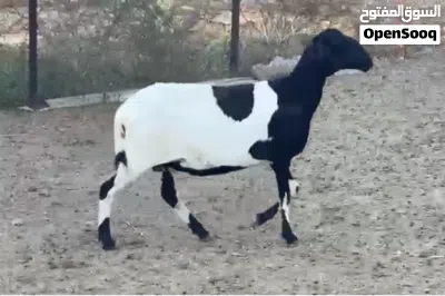 جاعدة تهجين سوداني على سانتا 2