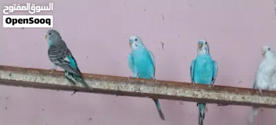 طيور حب محميه 3