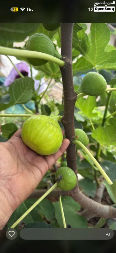 شتلات تين ديانا العسلي ممتاز 3