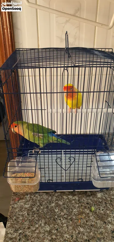طيور روز love birds فشر طيور حب 2