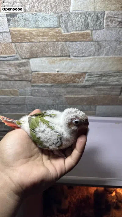 فروخ كنيور 3