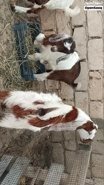 4جديان تمقريس مهجنات تبارك الله العمر من شهرين الي 3 شهور 3