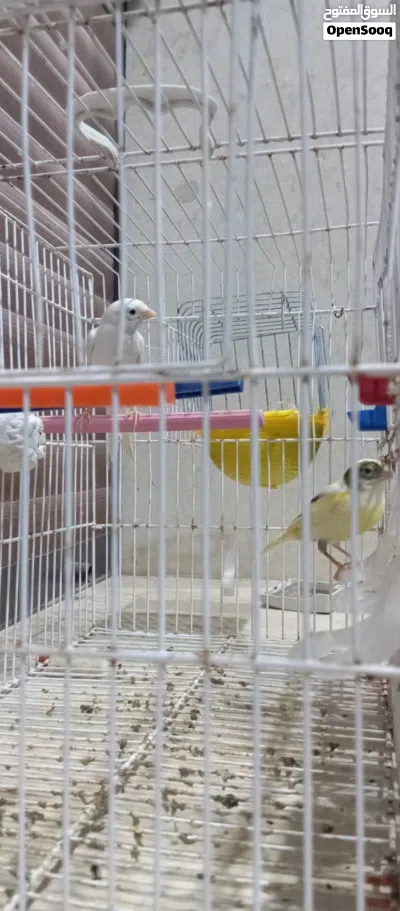 كوبية كناري 3