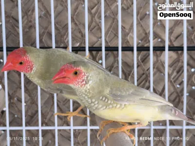 ستار فنش star finch 4
