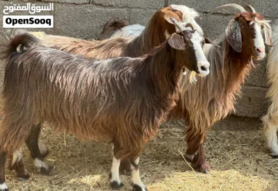 أغنام عمانيات جباليات عشرات حلال طيب للتربيه جاهزات كل شي سليم 2