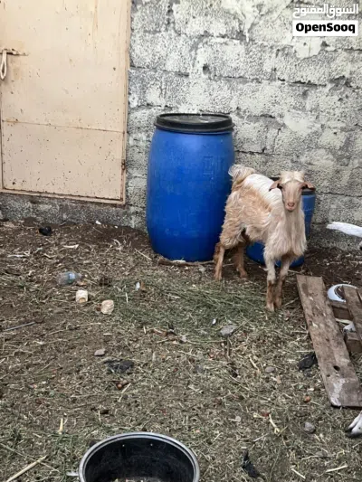 تيس عماني للبيع 4
