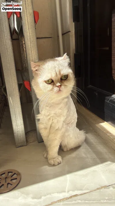 انثى سكوتش ستريت منتجة ما شاء الله عليها النوع سيلفر شيدد 2
