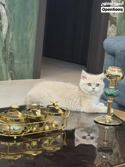 سكوتش ستريت cy عالمي جدا وعمره 3 اشهر وذكر متواجد في عمان 2