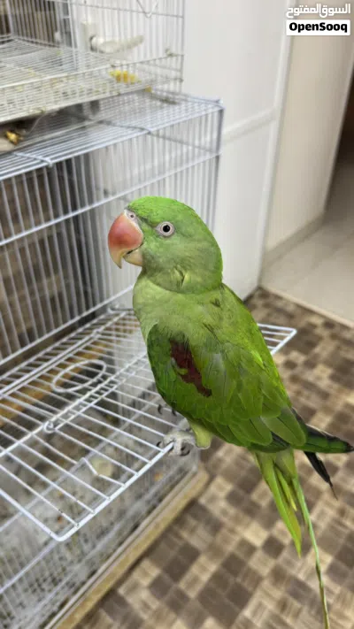 للبيع بغبغاء نيبالي أليف جداً 3
