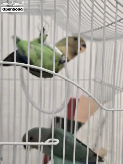 للبيع فراخ لفبيرد روز عمر شهر الطير على 12 دينار Lovebird chicks for sale, one month old, price p 3