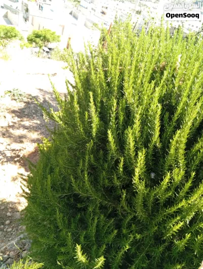 يوجد لدي حصلبان ( إكليل الجبل) طازج وبكميات كبيره للبيع . 2
