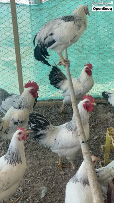 ديكة فرنسي كولمبي ساكس واحمر 3