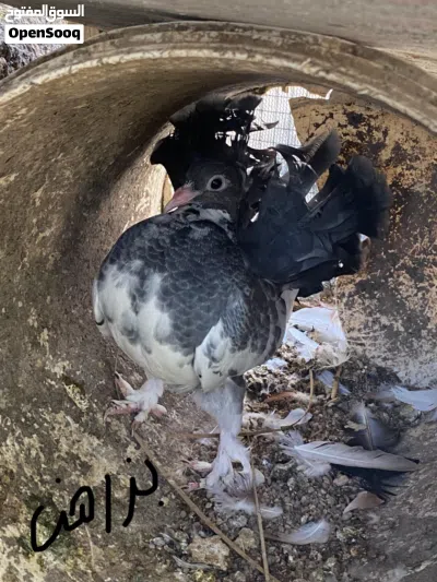 حمام زينه للبيع 4