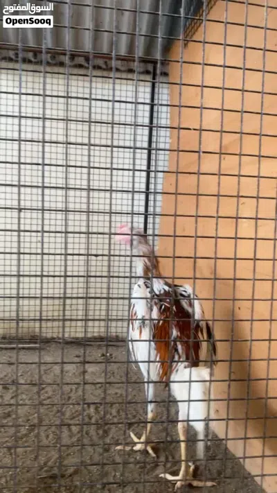 للبيع طير سندي بتشو 2