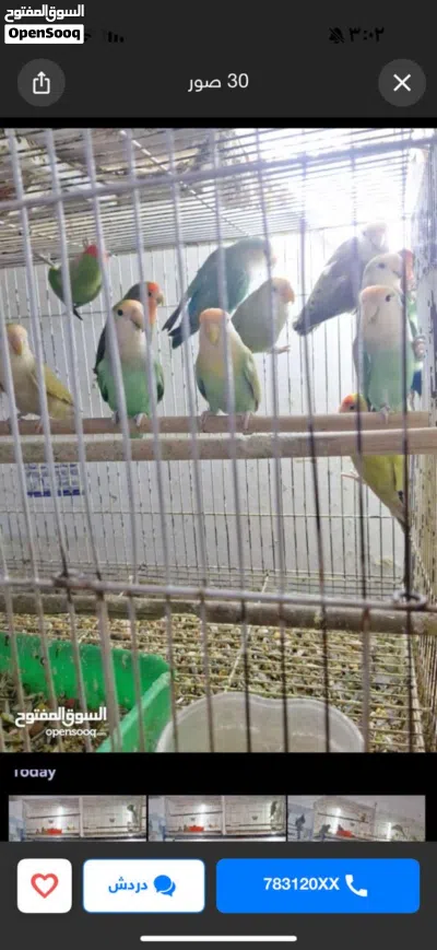 BIRDS FOR SALE 3