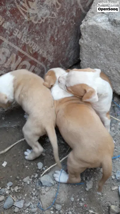 جراء بتبول نقي 4