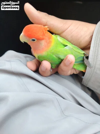 ببغاء روز أليف للبيع فقط 4