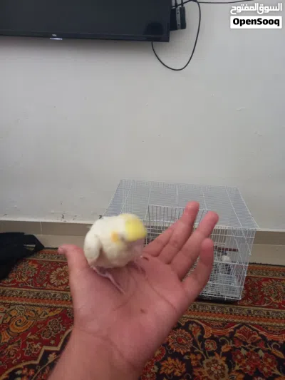 ببغاء كوكتيل لاتينو اليف فل 2