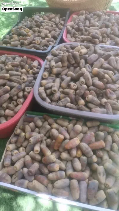 تمر نغال (جريجرو) 2