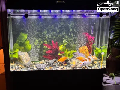 بيعه سريعه حوض سمك مع فلتر معالج واكسسوار fish aquarium 3