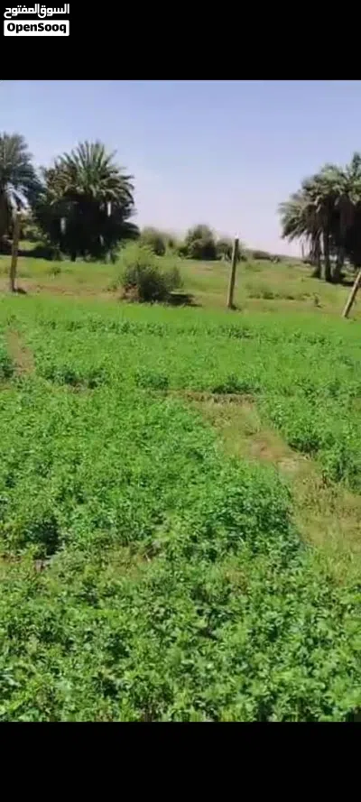 *مزرعه للبيع* شهادة بحث حديثه وكروكي للمزرعه* *3 فدان* 3