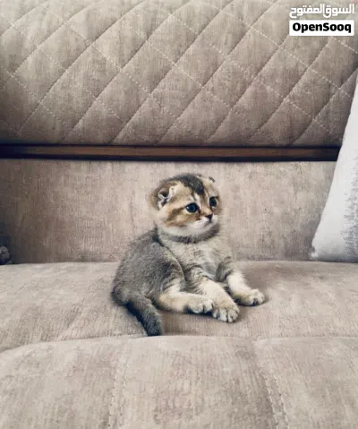 : * قطط سكوتش فولد وسكوتش ستريت جولد عمر شهرين * قطط سكوتش جولد شيدد للبيع عمر شهري سكوت فولد وستري 2