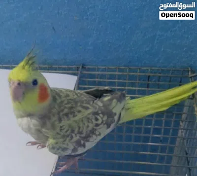 زوج كوكتيل للبيع بعدهن مخالف 3