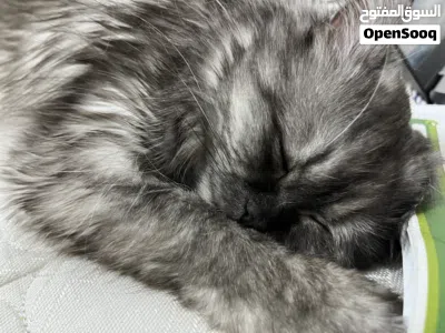 MIXED Persian Female Cat 2 Years Old Vaccinated Friendly & Healthy 3