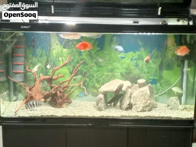 حوض سمك أجنبي 2
