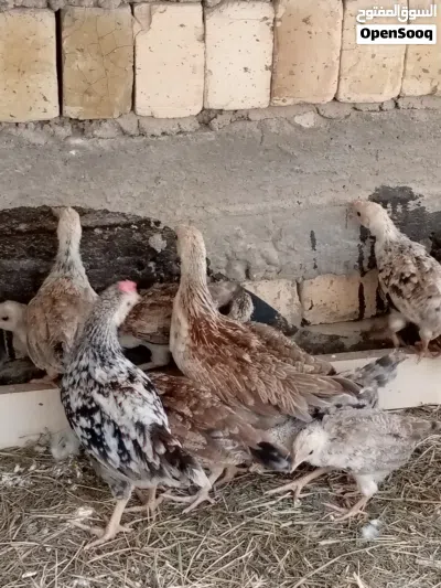 عندي دنداروي مخاليف 3