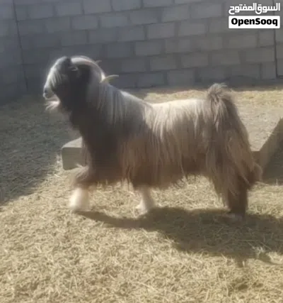 تيس فحل للبيع من حلال بني سعيد 4