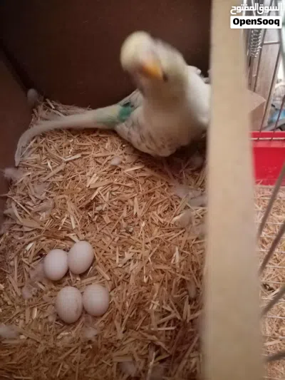 جوز حب للبيع 3