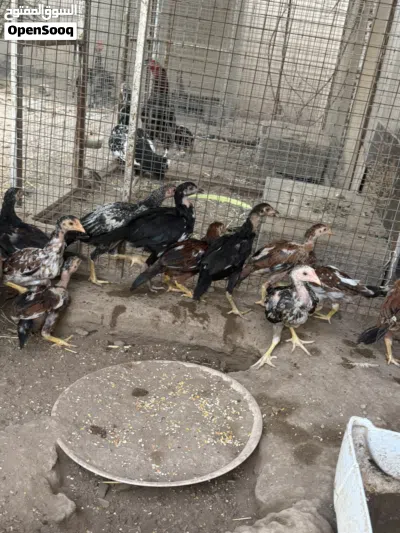 للبيع بتشوت نسل ممتاز 3