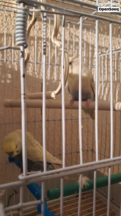 كوبيا بقلينو للبيع او تبديل 3
